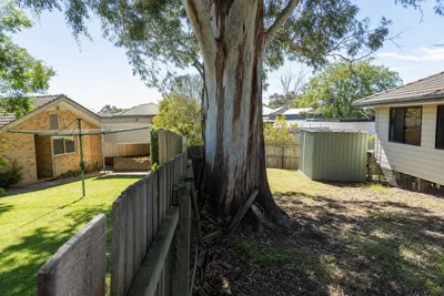 Boundary tree growing on a shared fence line in Geelong