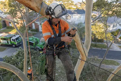Qualified arborist working with a two rope climbing system in a backyard eucalyptus in Geelong