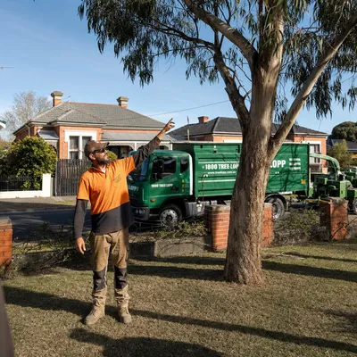 Tree Removal pricing in Geelong