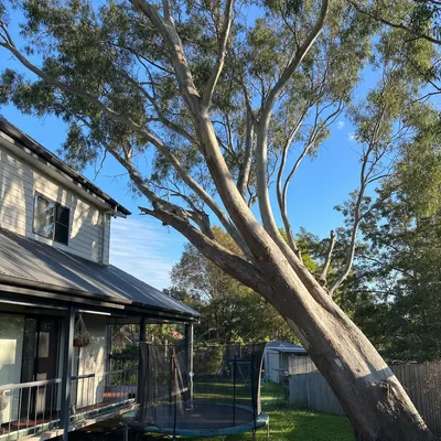 Before: Large leaning gum, sectional dismantling near a house, Geelong