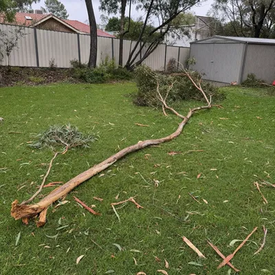 Before: Storm damaged limb cleanup, Geelong