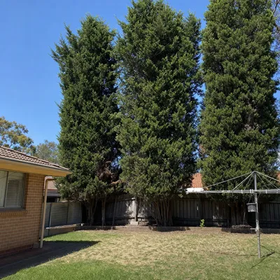 Before: Mature cypress windbreak removal, Geelong
