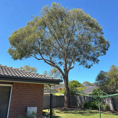 After: Crown reduction over a roofline, Geelong