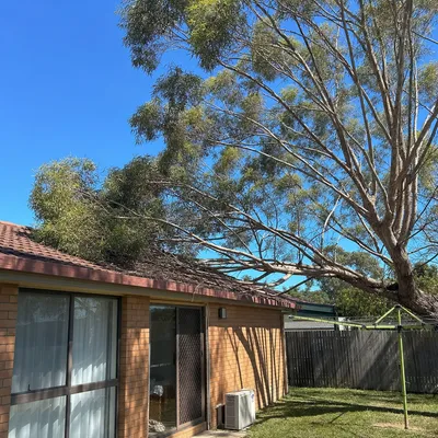 Before: Crown reduction over a roofline, Geelong