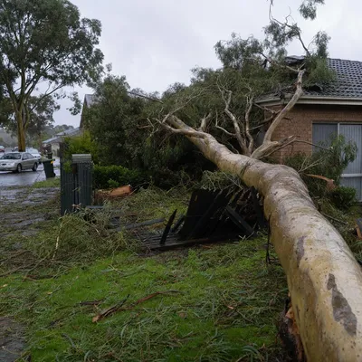 Emergency Tree Services in Geelong, qualified arborists