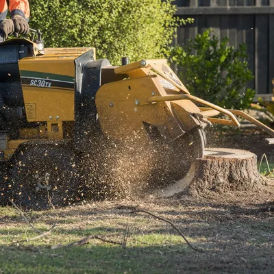 Stump Grinding services in Geelong by local qualified arborists